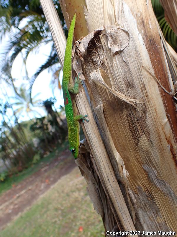 Gold Dust Day Gecko (Phelsuma laticauda)