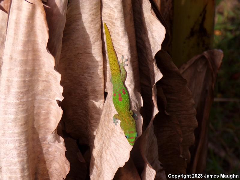 Gold Dust Day Gecko (Phelsuma laticauda)