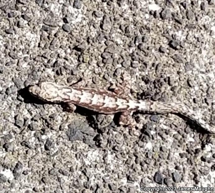 Mourning Gecko (Lepidodactylus lugubris)