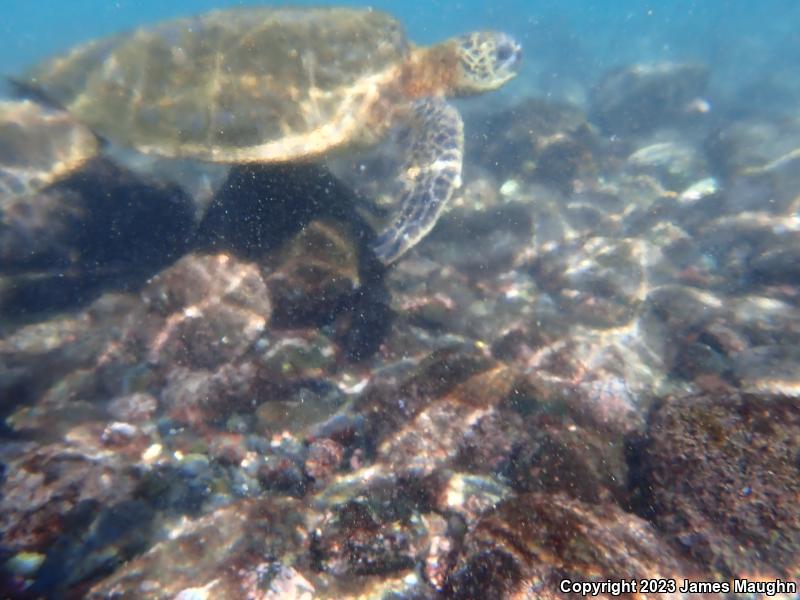 Green Sea Turtle (Chelonia mydas)