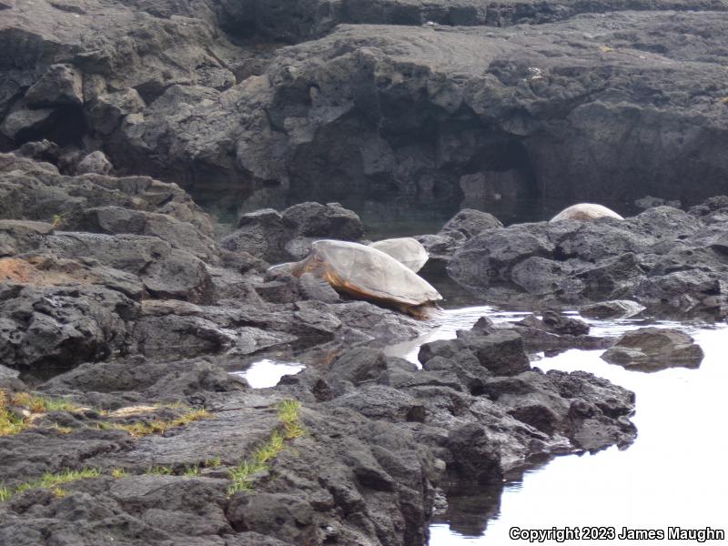 Green Sea Turtle (Chelonia mydas)