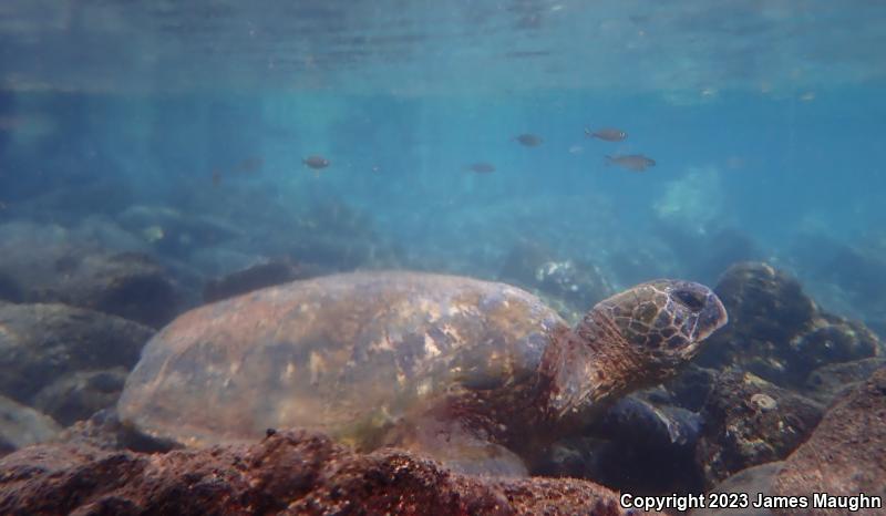 Green Sea Turtle (Chelonia mydas)