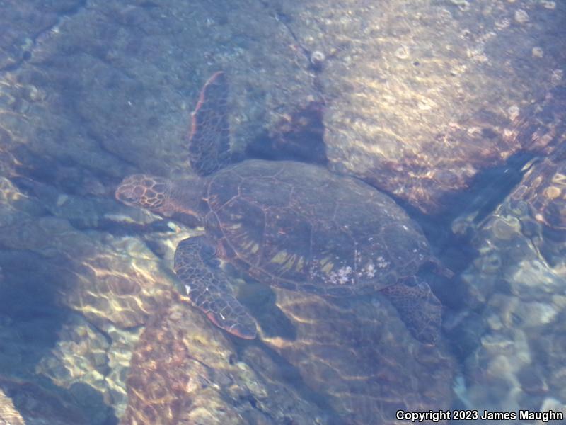 Green Sea Turtle (Chelonia mydas)