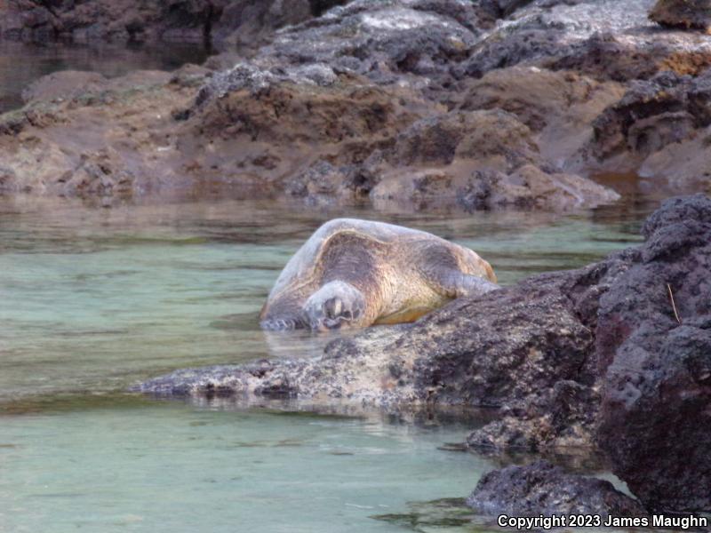 Green Sea Turtle (Chelonia mydas)