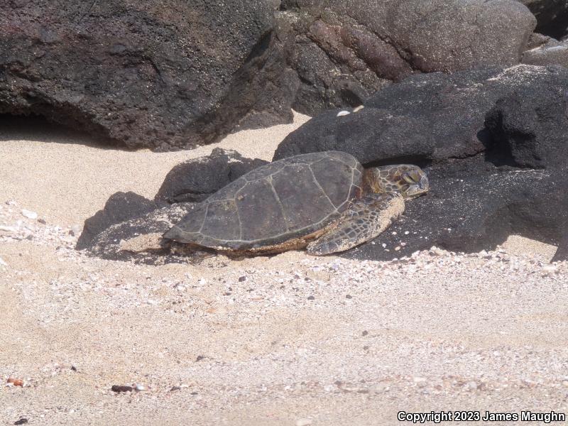 Green Sea Turtle (Chelonia mydas)