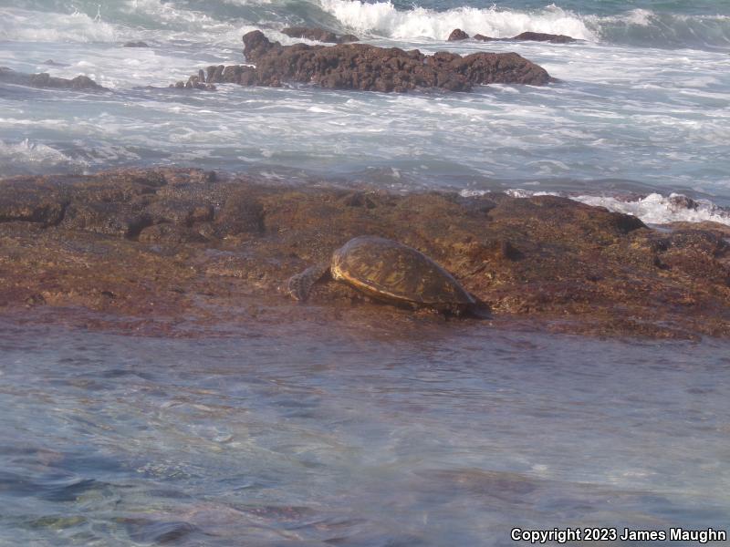 Green Sea Turtle (Chelonia mydas)