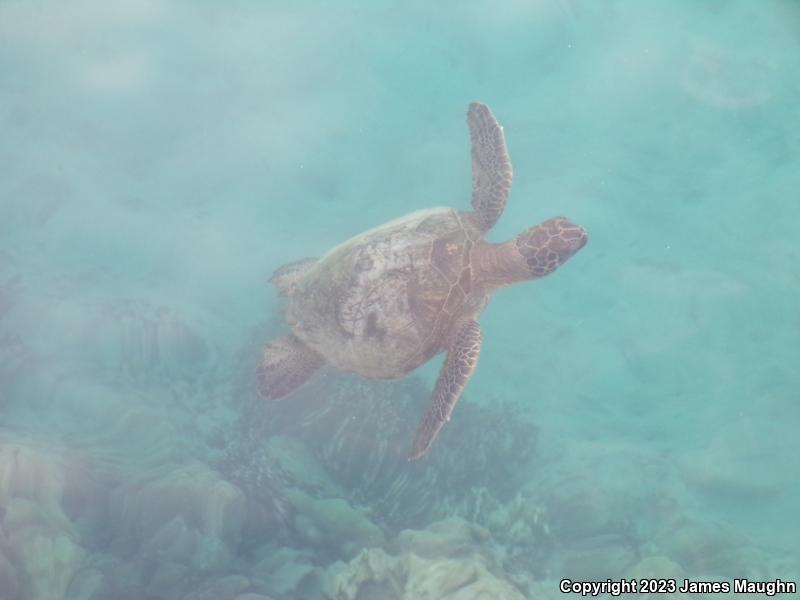 Green Sea Turtle (Chelonia mydas)