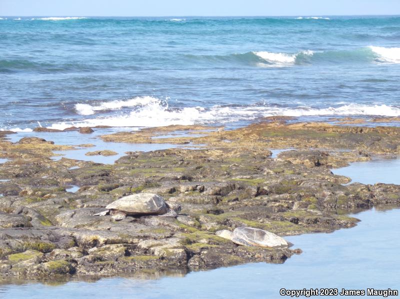 Green Sea Turtle (Chelonia mydas)