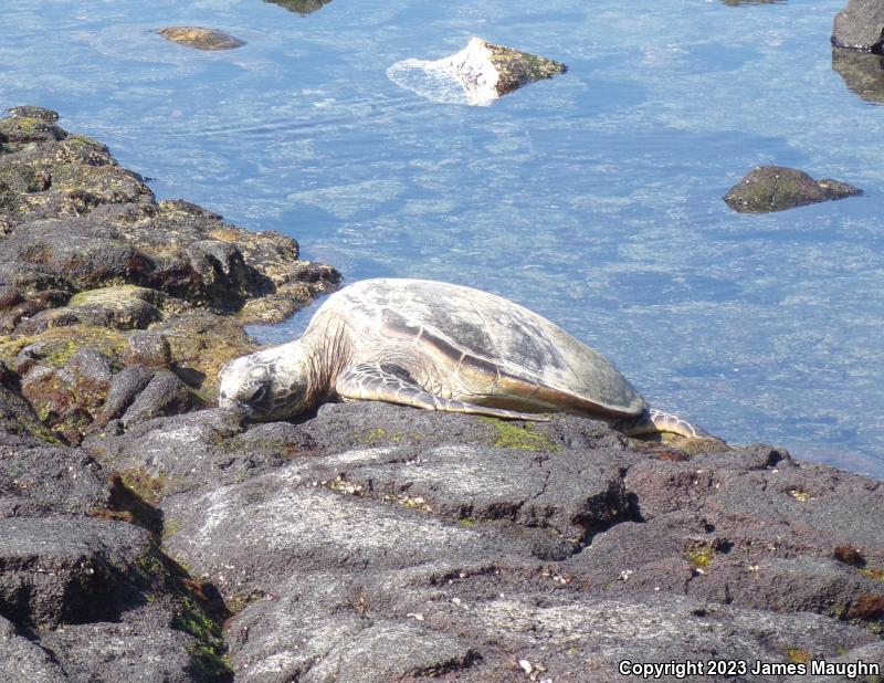 Green Sea Turtle (Chelonia mydas)