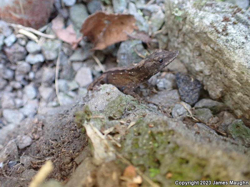 Brown Anole (Anolis sagrei)