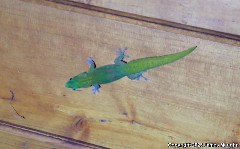 Gold Dust Day Gecko (Phelsuma laticauda)