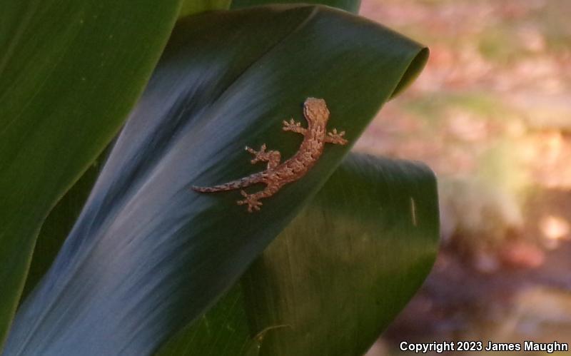 Mourning Gecko (Lepidodactylus lugubris)