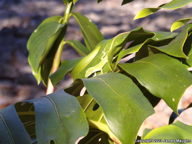 Green Anole (Anolis carolinensis)