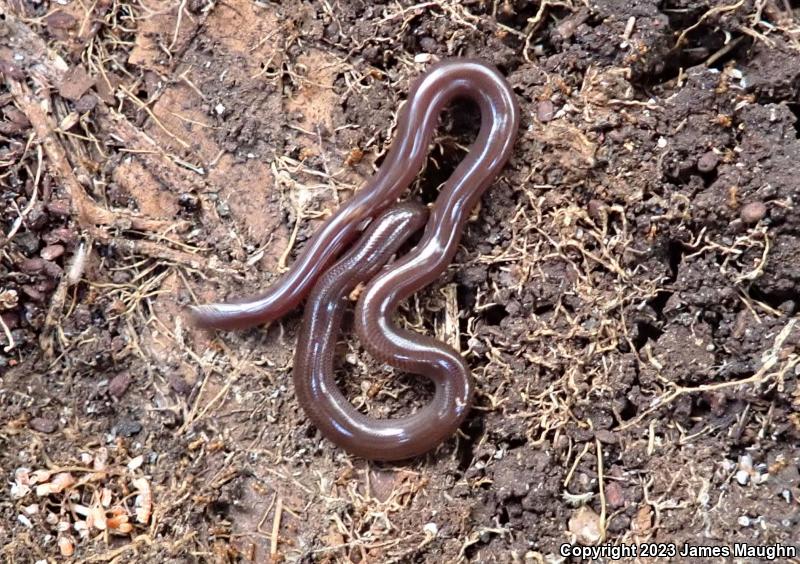 Brahminy Blindsnake (Ramphotyphlops braminus)