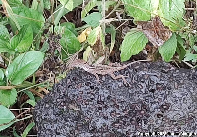 Brown Anole (Anolis sagrei)