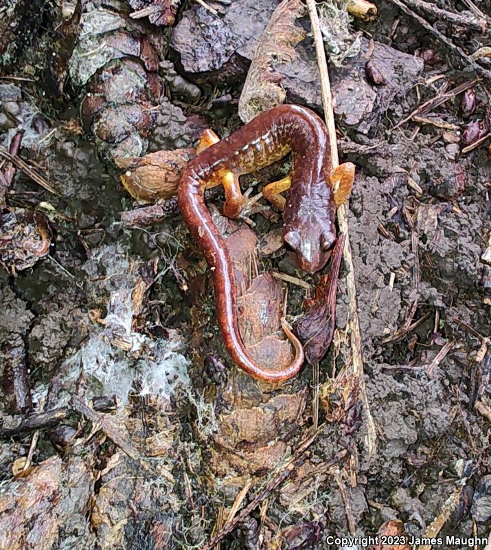 Oregon Ensatina (Ensatina eschscholtzii oregonensis)