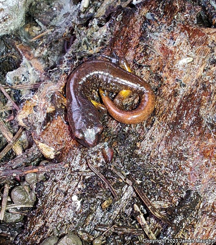 Oregon Ensatina (Ensatina eschscholtzii oregonensis)