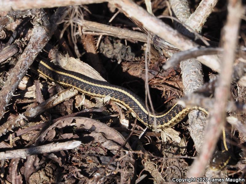 Coast Gartersnake (Thamnophis elegans terrestris)