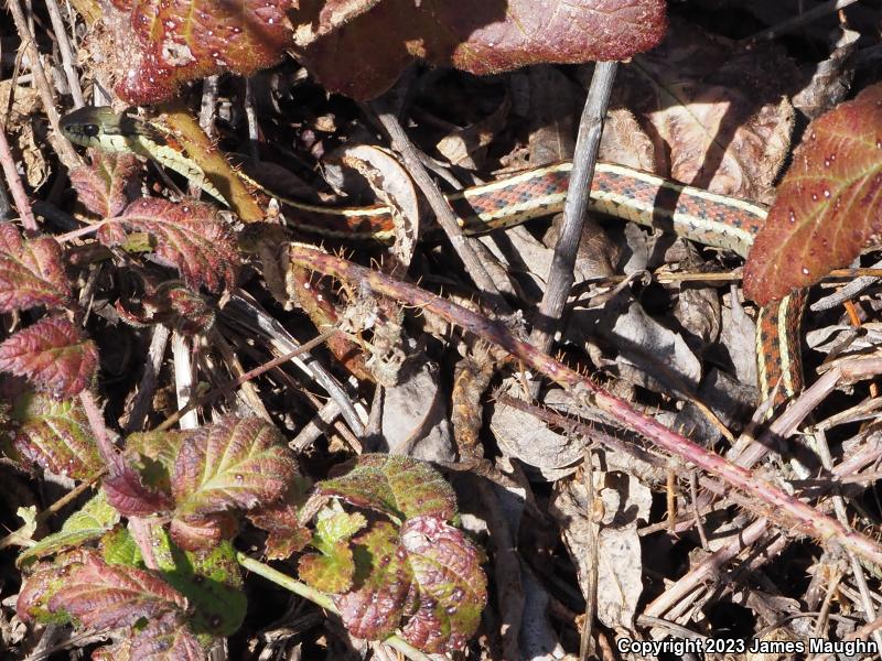 Coast Gartersnake (Thamnophis elegans terrestris)