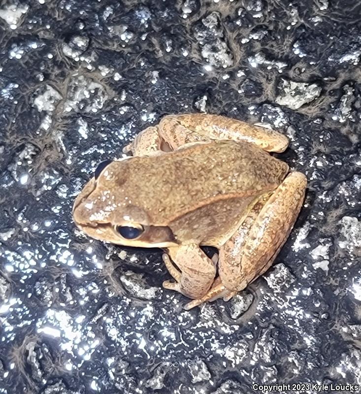 Wood Frog (Lithobates sylvaticus)