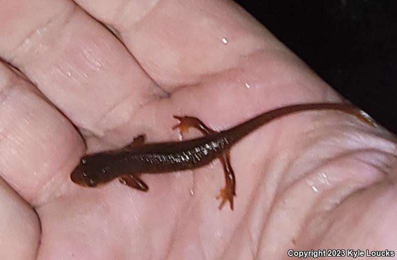 Red-Spotted Newt (Notophthalmus viridescens viridescens)