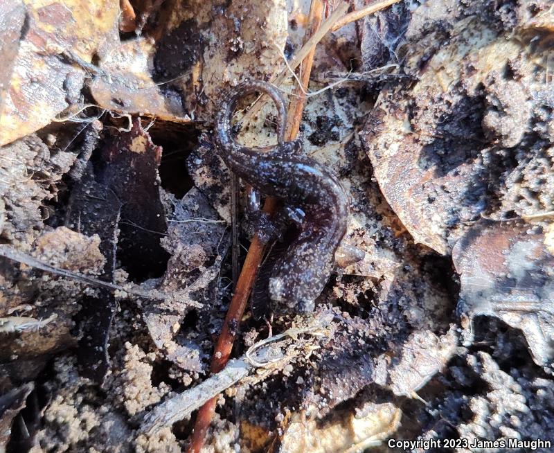 Arboreal Salamander (Aneides lugubris)