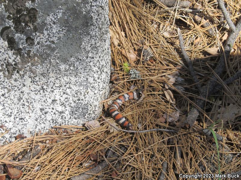 Sierra Mountain Kingsnake (Lampropeltis zonata multicincta)