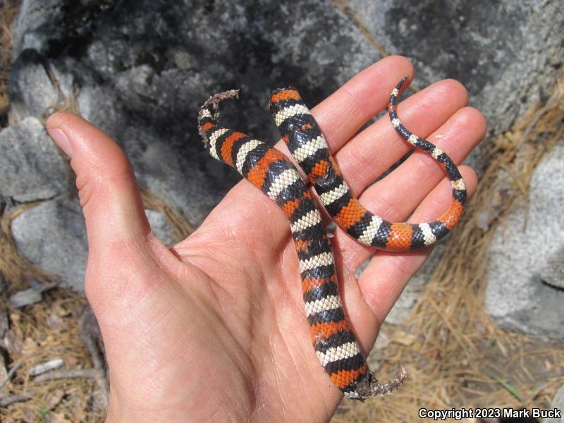 Sierra Mountain Kingsnake (Lampropeltis zonata multicincta)