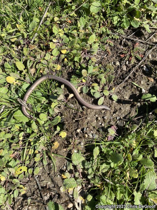 California Legless Lizard (Anniella pulchra)