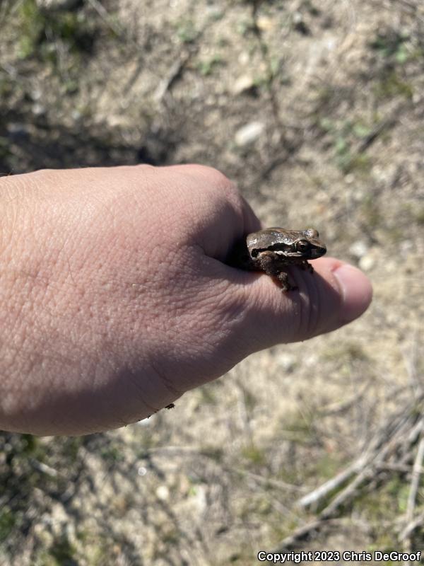 Baja California Treefrog (Pseudacris hypochondriaca)