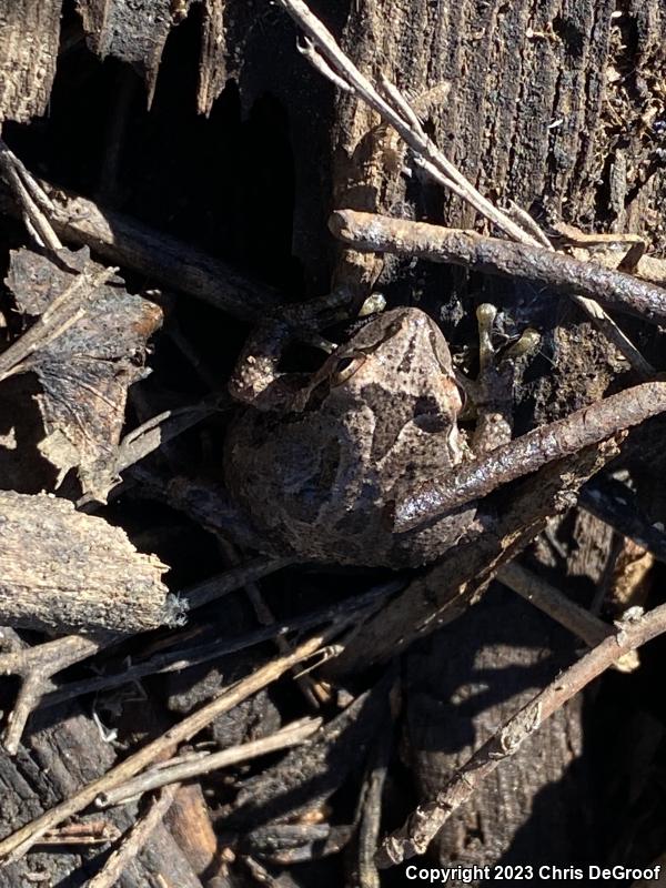 Baja California Treefrog (Pseudacris hypochondriaca)