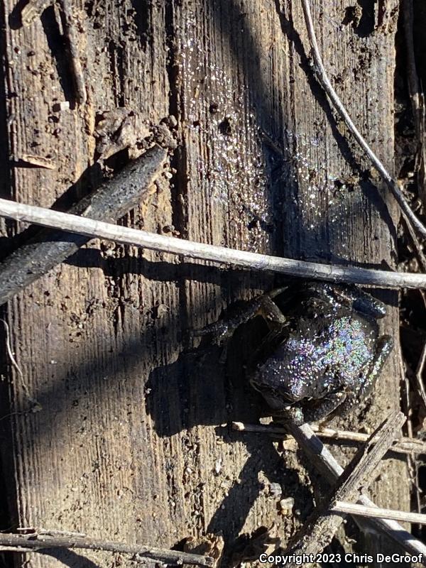 Baja California Treefrog (Pseudacris hypochondriaca)