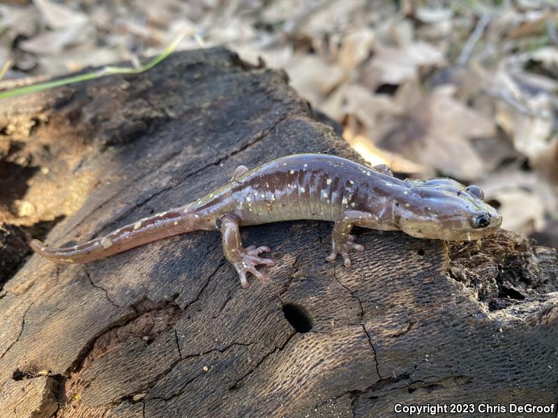 Arboreal Salamander (Aneides lugubris)