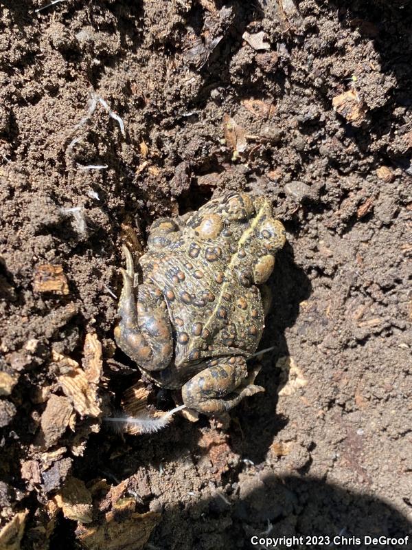 Southern California Toad (Anaxyrus boreas halophilus)