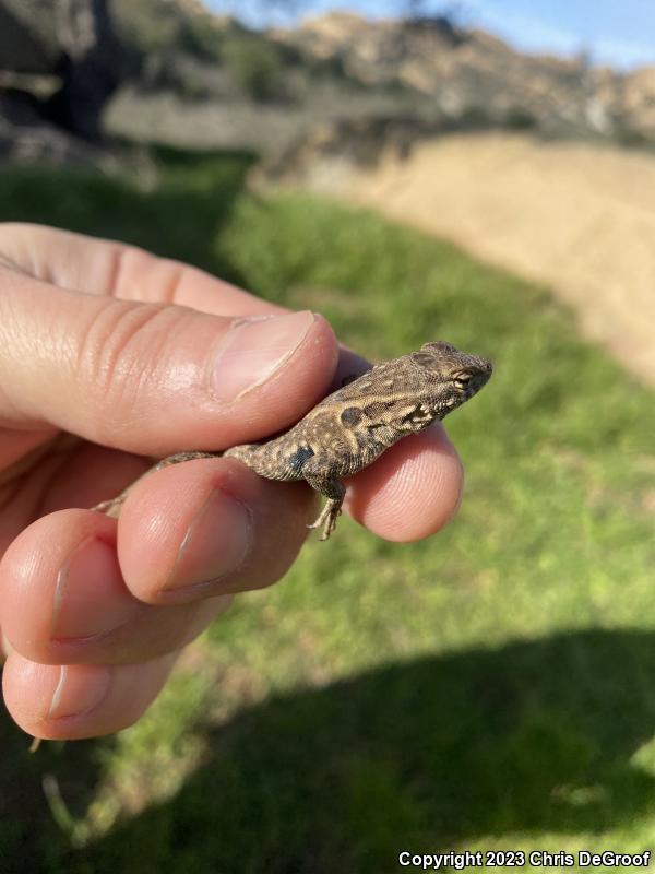 Western Side-blotched Lizard (Uta stansburiana elegans)