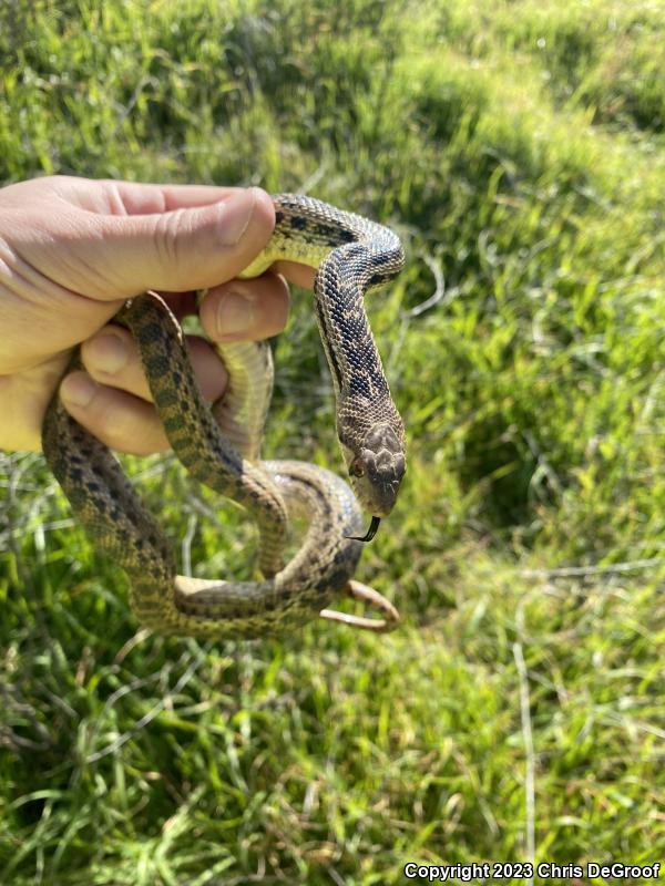 San Diego Gopher Snake (Pituophis catenifer annectens)