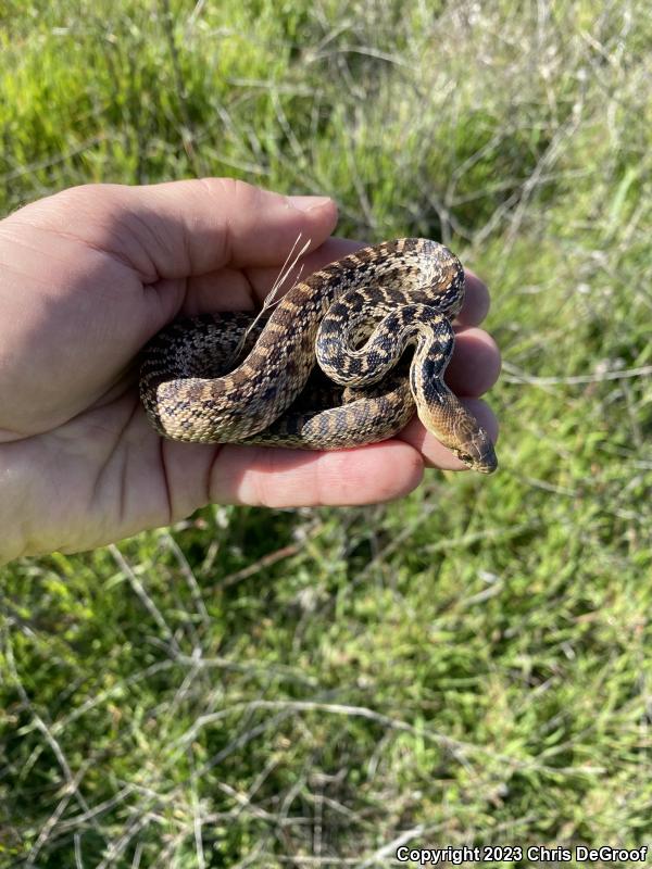 San Diego Gopher Snake (Pituophis catenifer annectens)