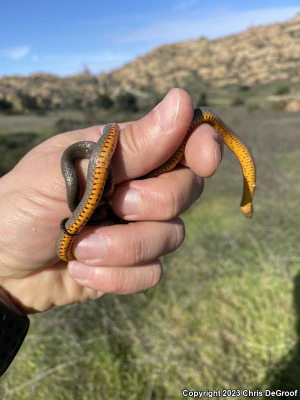 San Bernardino Ring-necked Snake (Diadophis punctatus modestus)