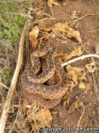 San Diego Gopher Snake (Pituophis catenifer annectens)