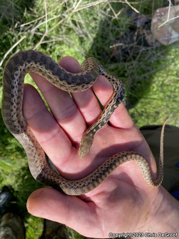 San Diego Gopher Snake (Pituophis catenifer annectens)