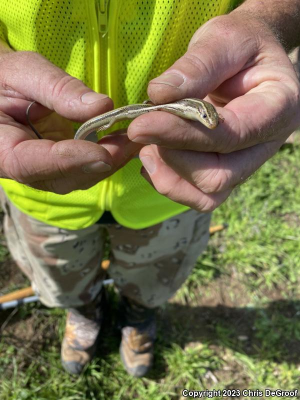 Western Skink (Plestiodon skiltonianus skiltonianus)