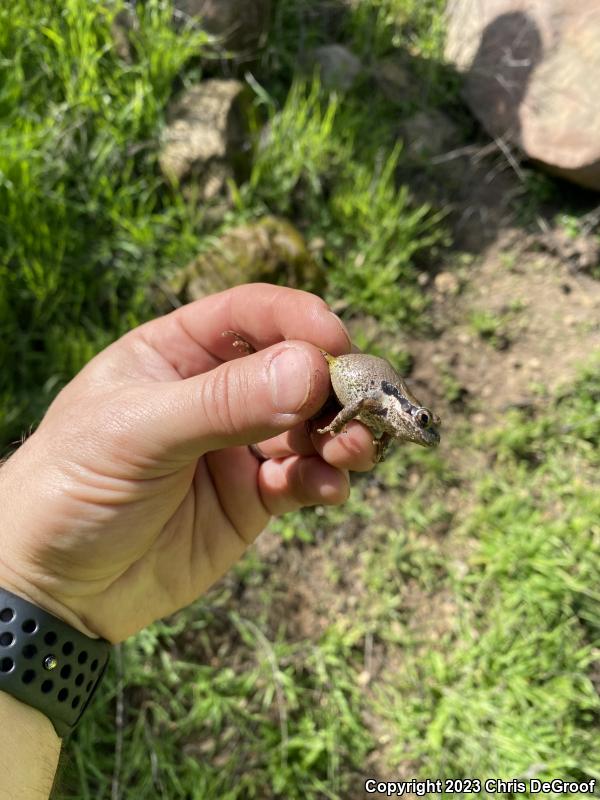 Baja California Treefrog (Pseudacris hypochondriaca)