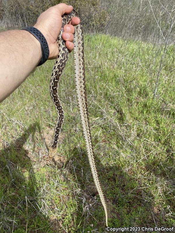 San Diego Gopher Snake (Pituophis catenifer annectens)