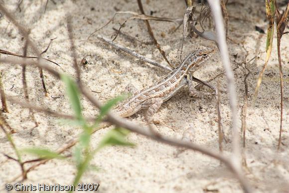 Cozumel Spiny Lizard (Sceloporus cozumelae)