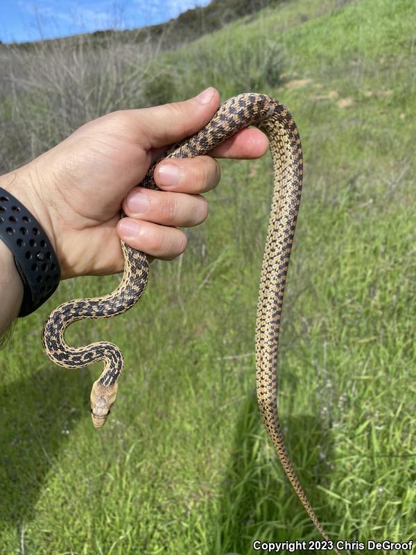 San Diego Gopher Snake (Pituophis catenifer annectens)