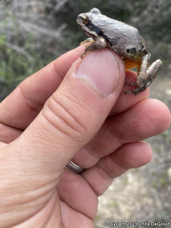 Baja California Treefrog (Pseudacris hypochondriaca)