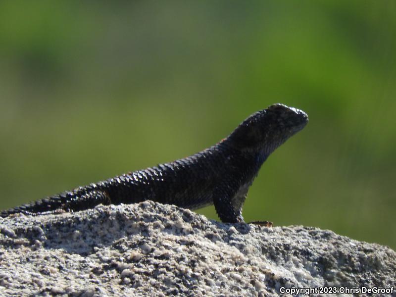 Granite Spiny Lizard (Sceloporus orcutti)