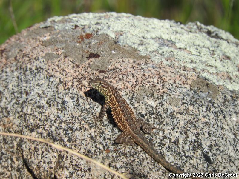 Western Side-blotched Lizard (Uta stansburiana elegans)