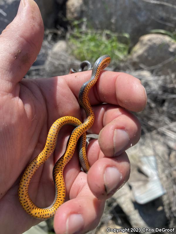 San Bernardino Ring-necked Snake (Diadophis punctatus modestus)