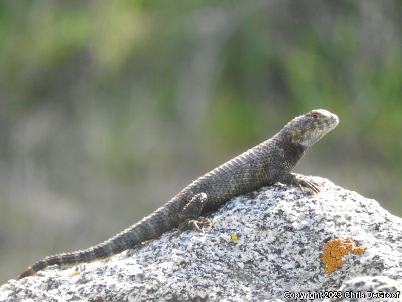 Granite Spiny Lizard (Sceloporus orcutti)